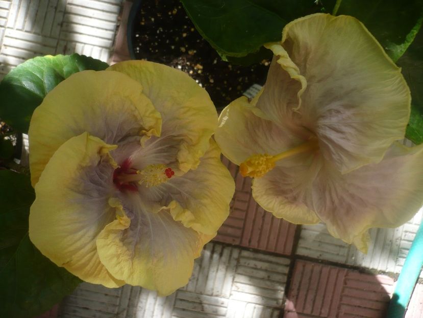 P1460160 - HIBISCUSI 2020-3