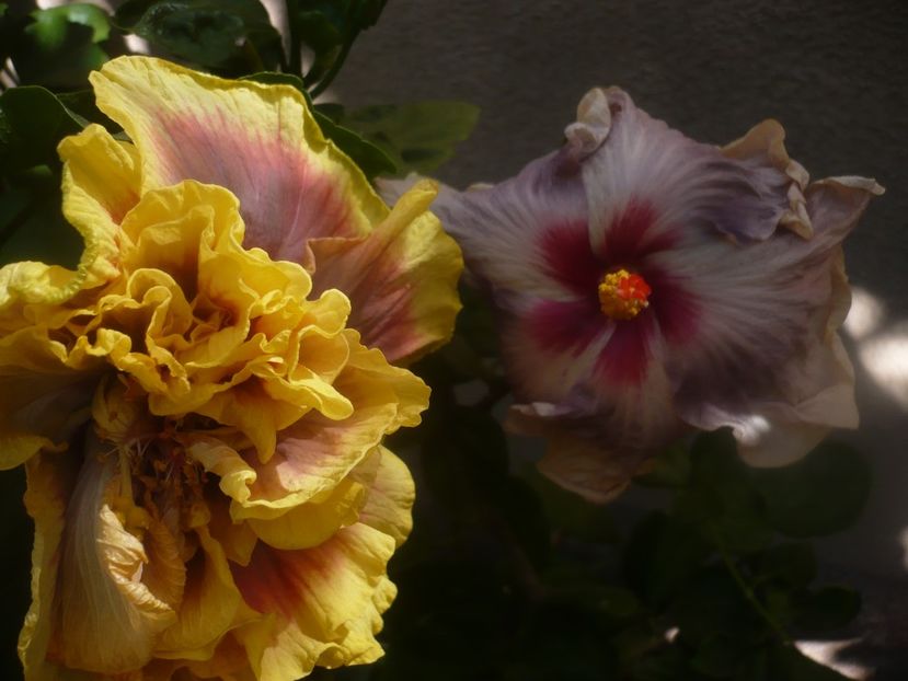 P1460161 - HIBISCUSI 2020-3