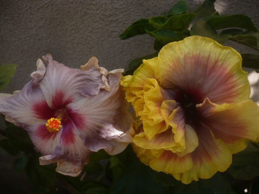 P1460162 - HIBISCUSI 2020-3