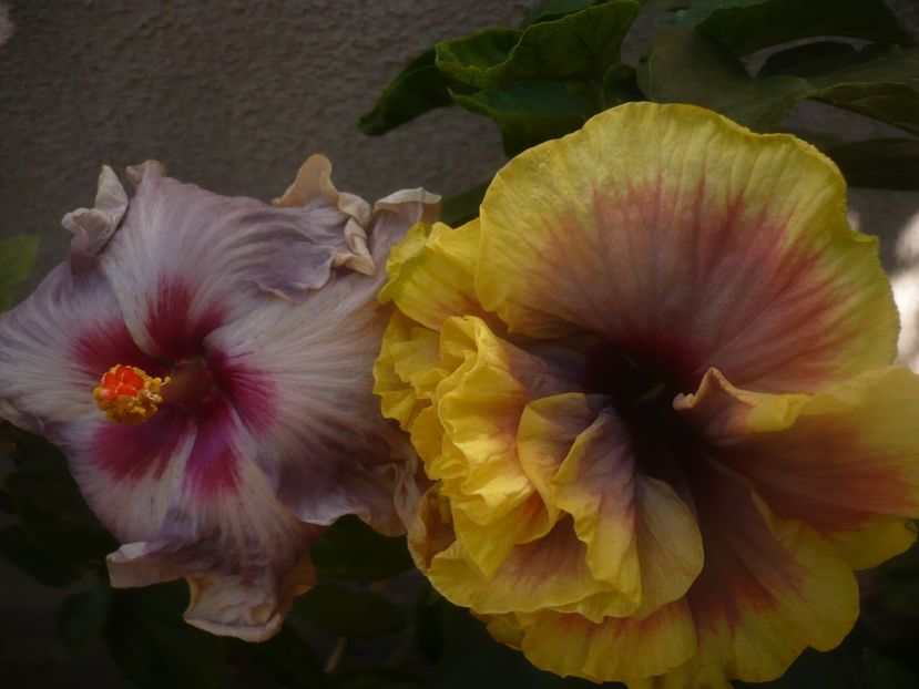 P1460163 - HIBISCUSI 2020-3