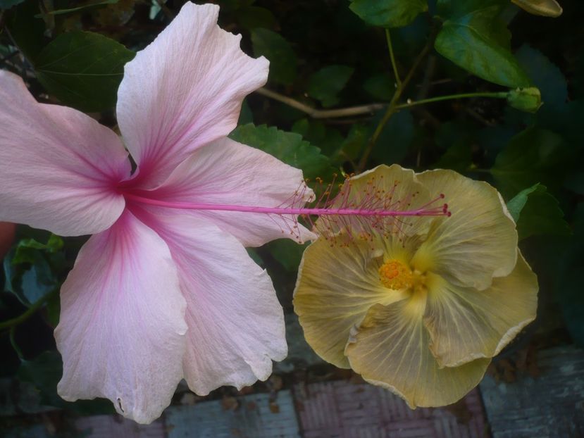 P1460168 - HIBISCUSI 2020-3