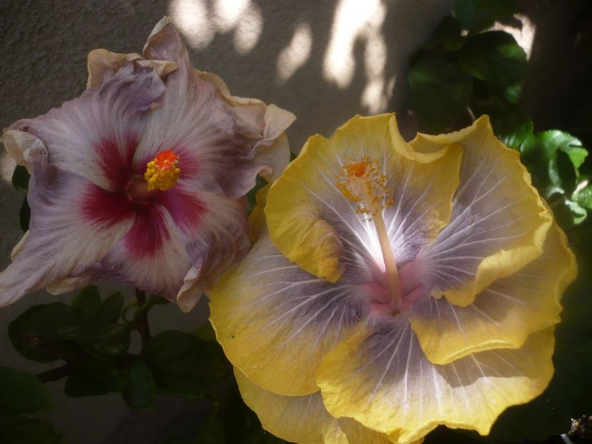 P1460170 - HIBISCUSI 2020-3