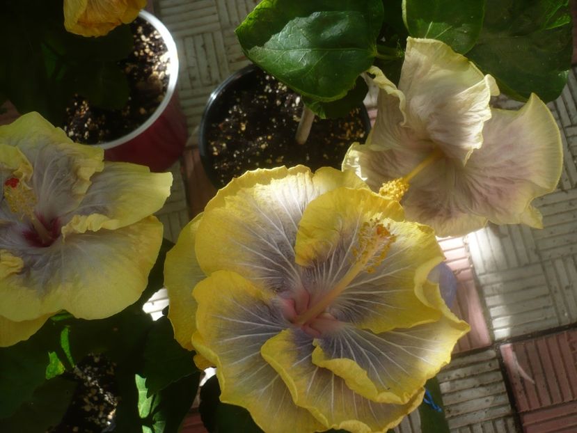 P1460171 - HIBISCUSI 2020-3