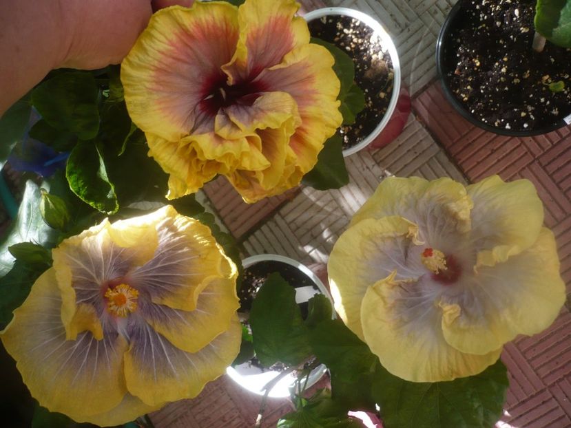 P1460172 - HIBISCUSI 2020-3