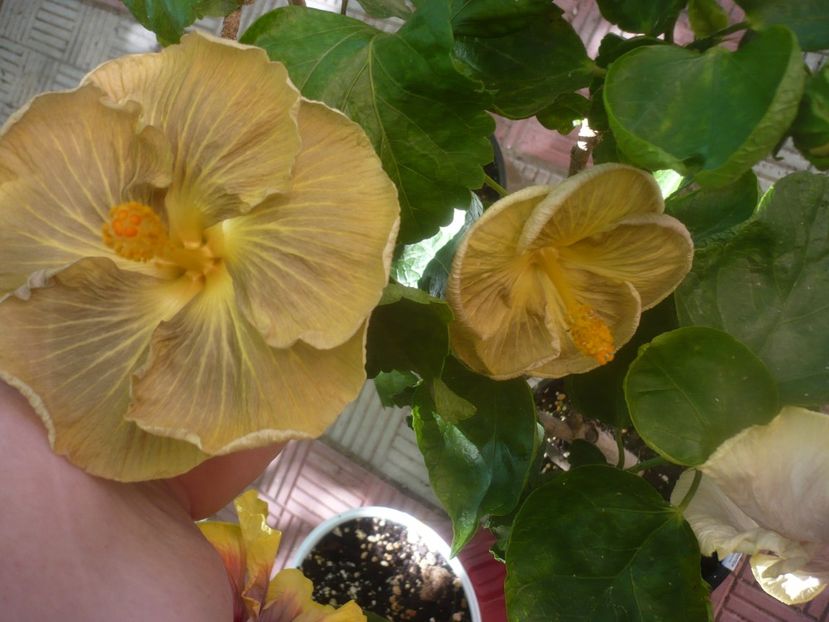 P1460173 - HIBISCUSI 2020-3