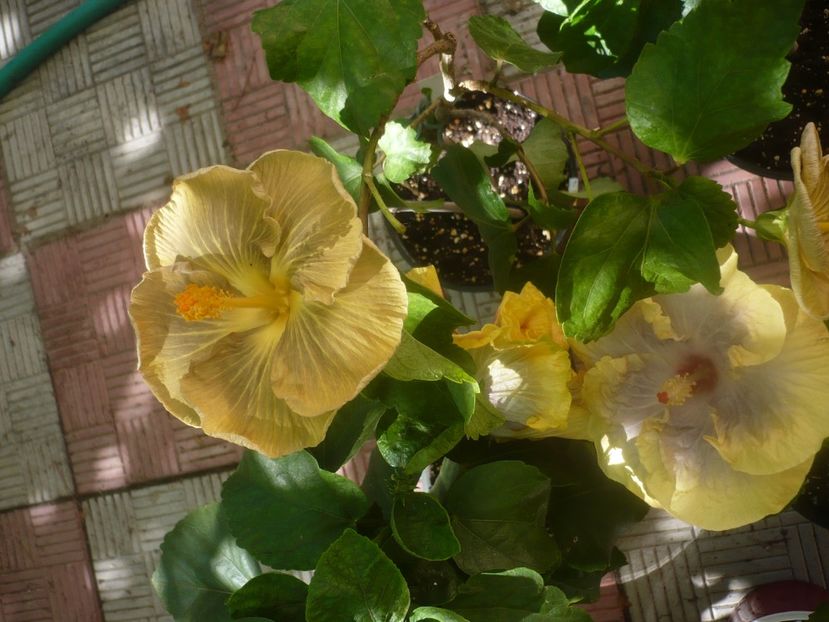 P1460174 - HIBISCUSI 2020-3