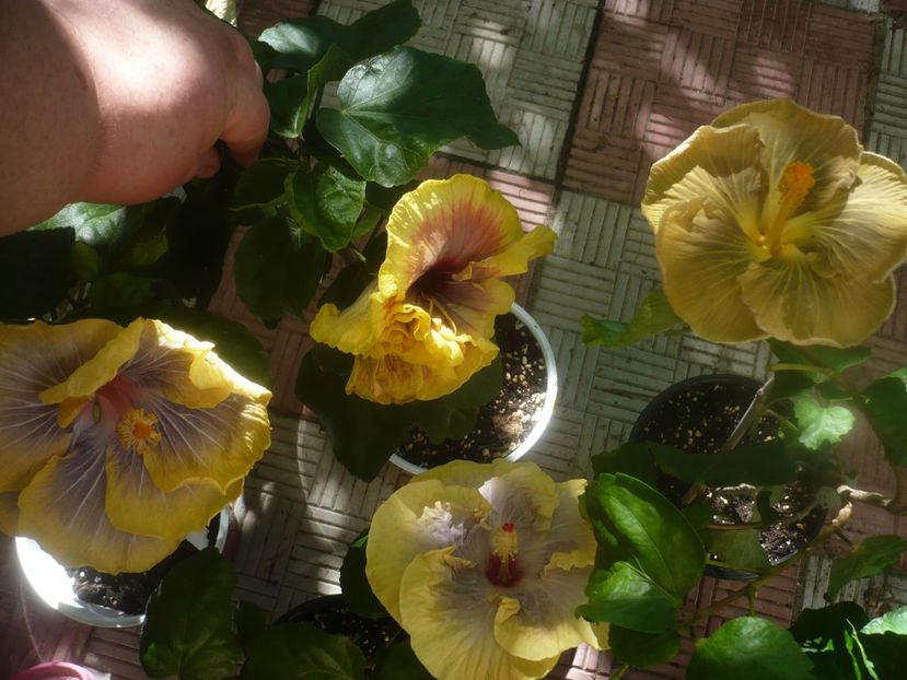 P1460175 - HIBISCUSI 2020-3