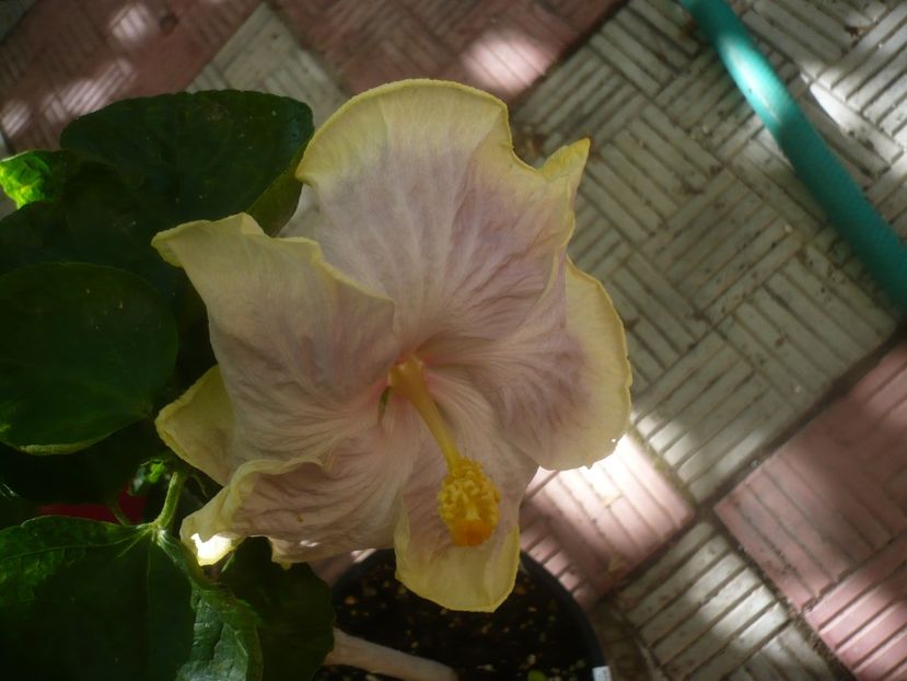 P1460176 - HIBISCUSI 2020-3