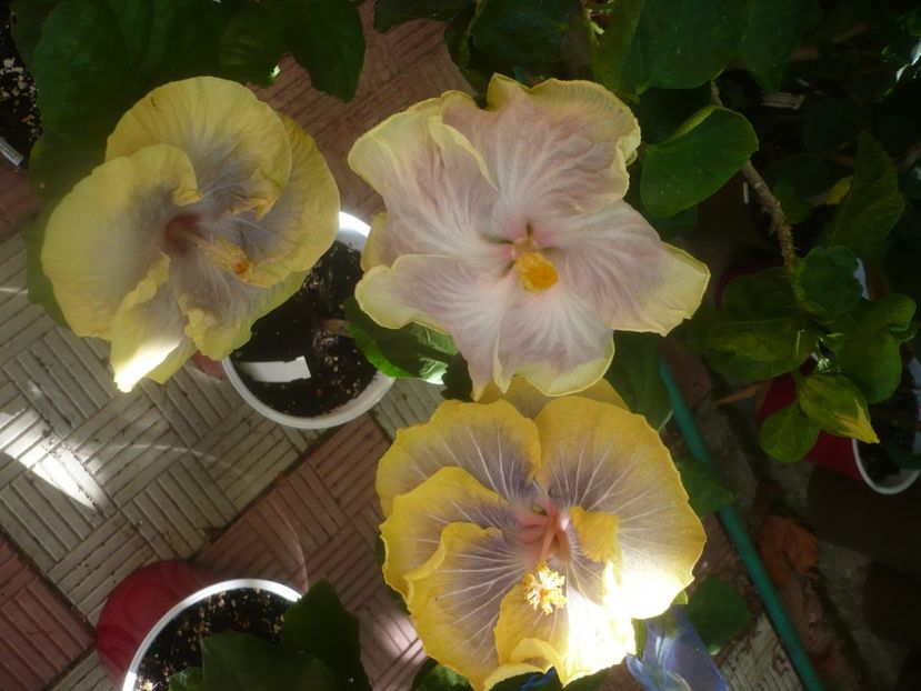 P1460177 - HIBISCUSI 2020-3