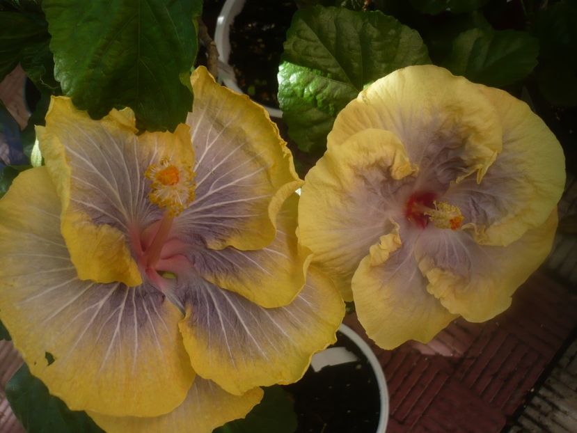 P1460179 - HIBISCUSI 2020-3