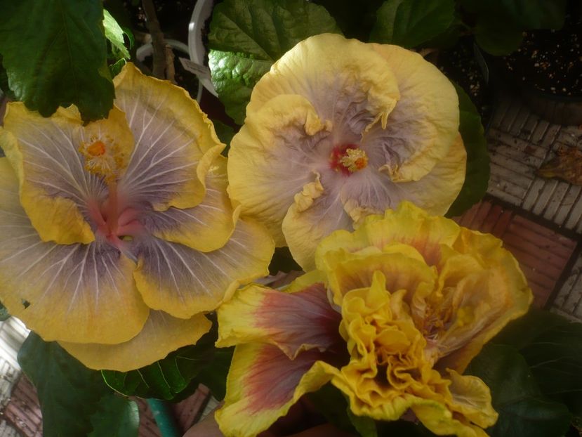 P1460180 - HIBISCUSI 2020-3