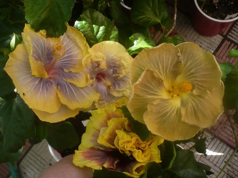 P1460181 - HIBISCUSI 2020-3