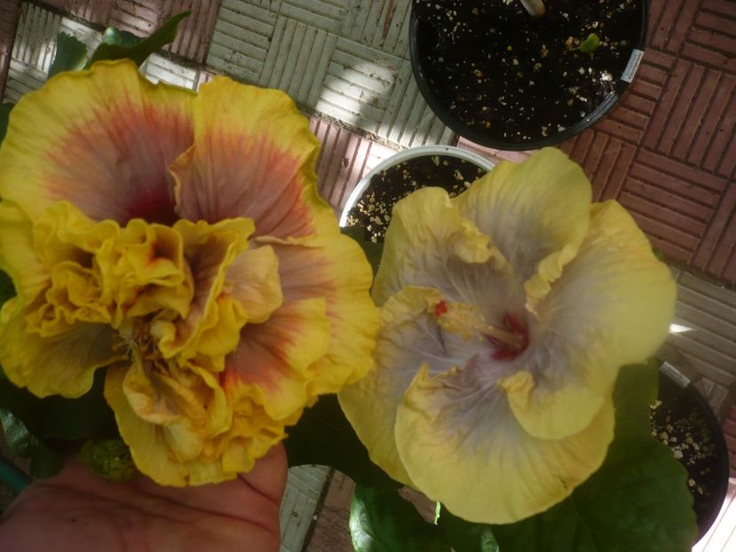 P1460166 - Crown Jellyfish