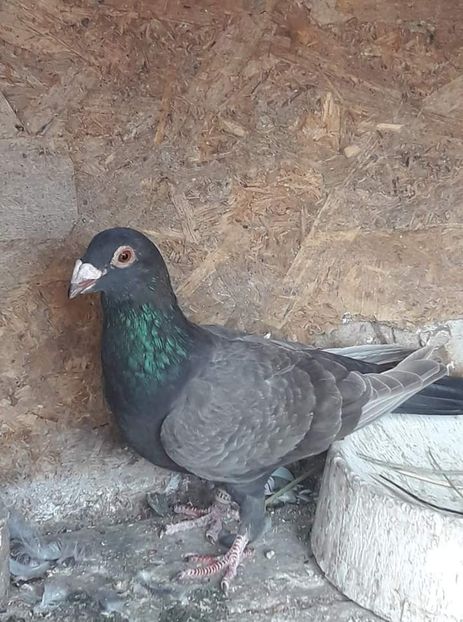  - NU AMI APARTIN 2020