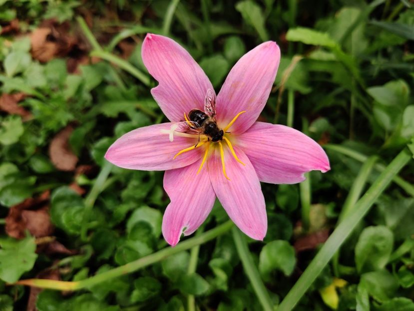 Zephyrantes rosea (floarea zefirului) - Diverse flori de gradina