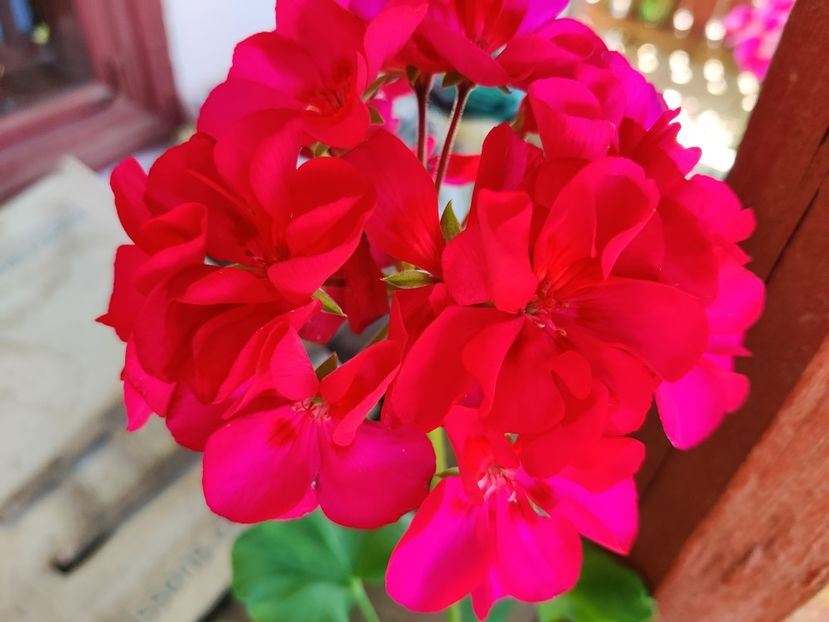 Rosu-ciclam cu flori mari - Muscate