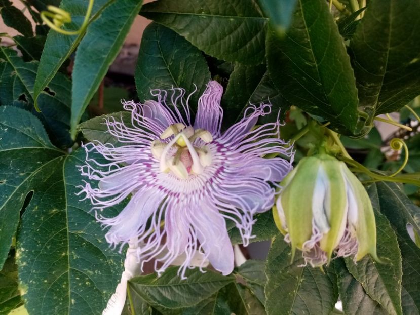  - Passiflora 2020