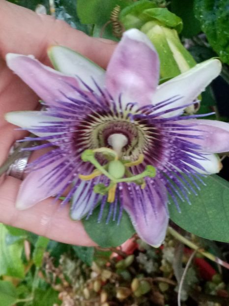  - Passiflora 2020
