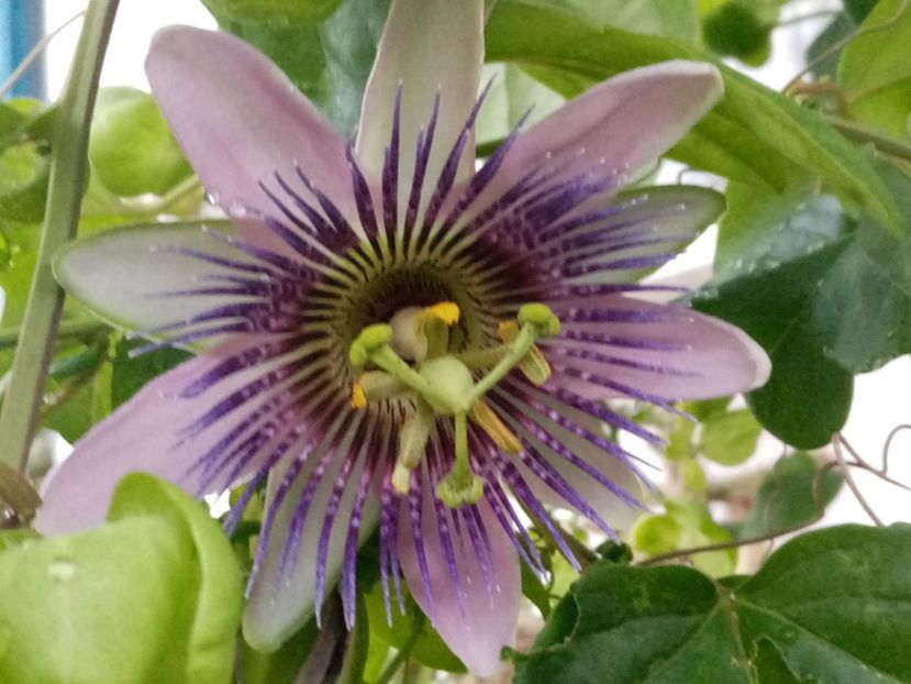  - Passiflora 2020