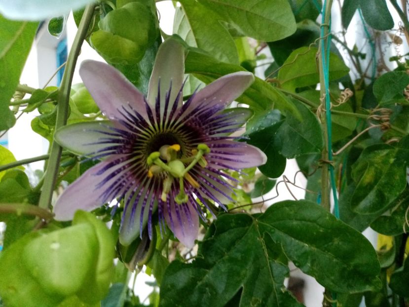  - Passiflora 2020