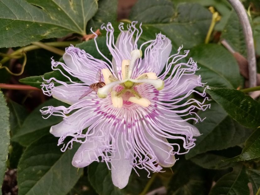  - Passiflora 2020