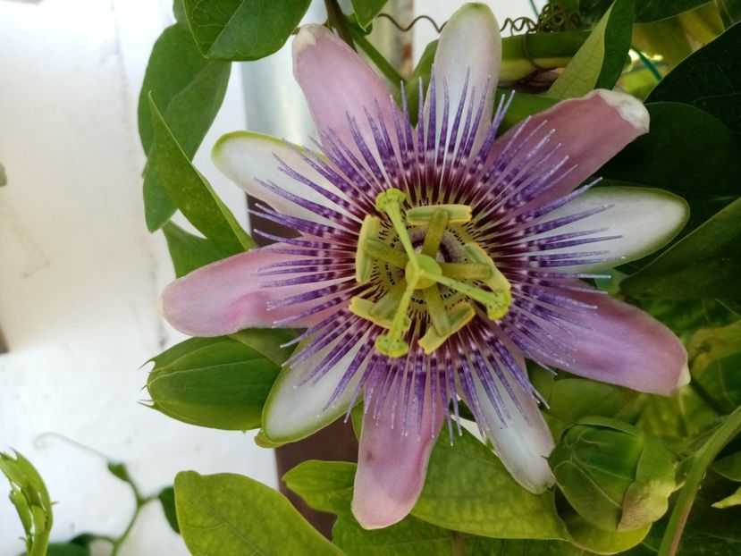  - Passiflora 2020