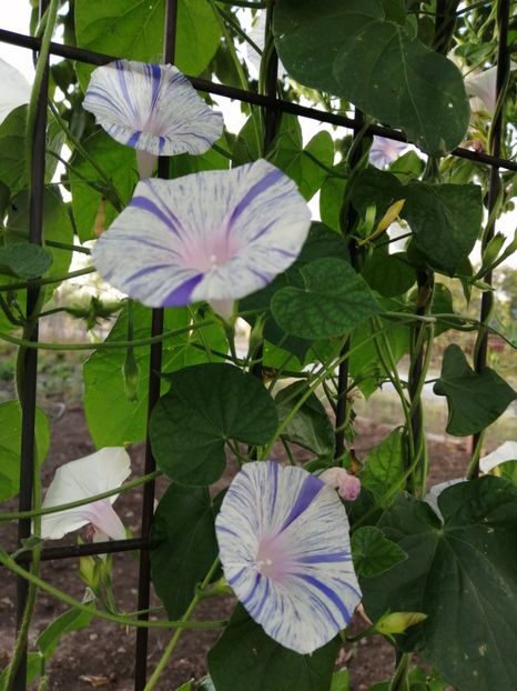  - Frumuseti la casa parinteasca