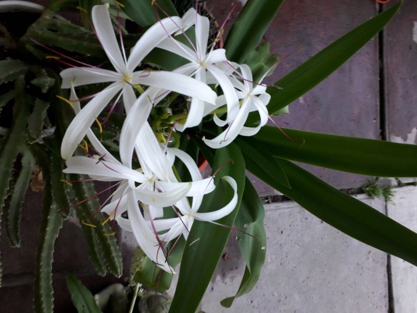 20200902_072851[1] - crinum americanum