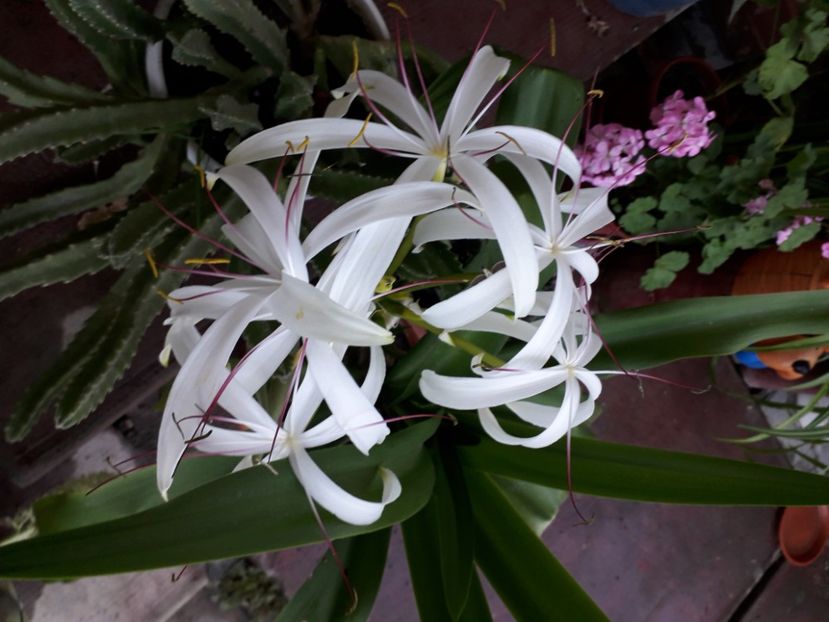 20200902_072900[1] - crinum americanum
