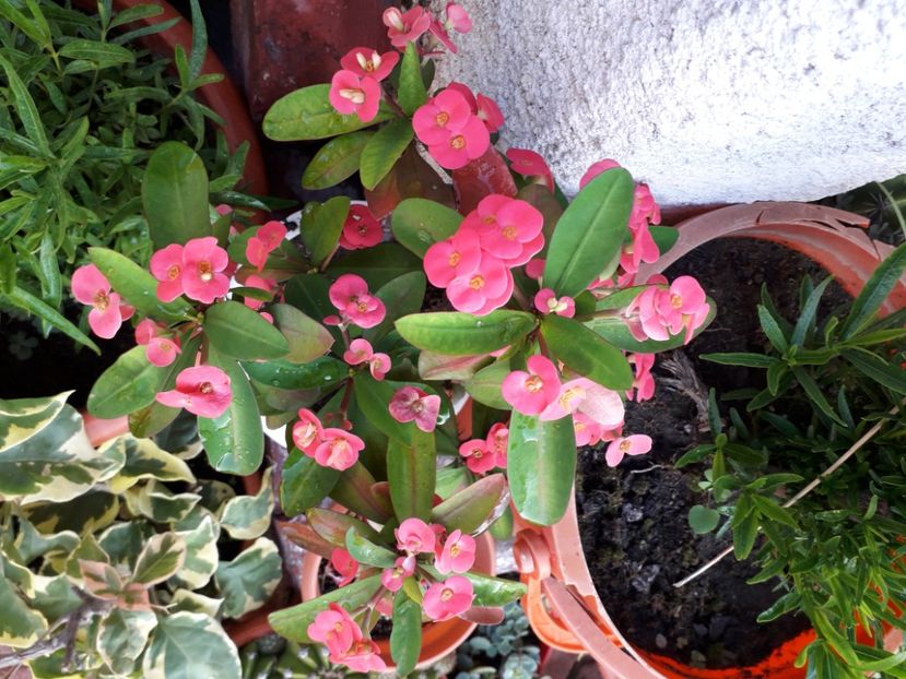 20200902_073133[1] - euphorbia milli