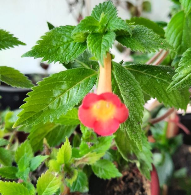 20200902_075546~2 - Summer Sunset