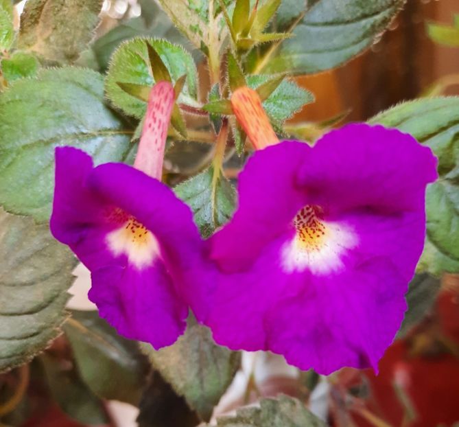 20200902_080105~2 - Purple king