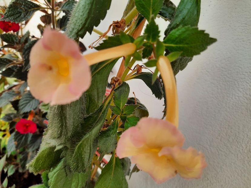  - YELLOW ENGLISH ROSE - Mira