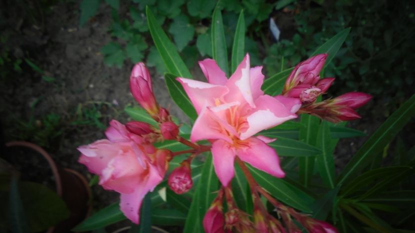 Schopen - Culori 2020