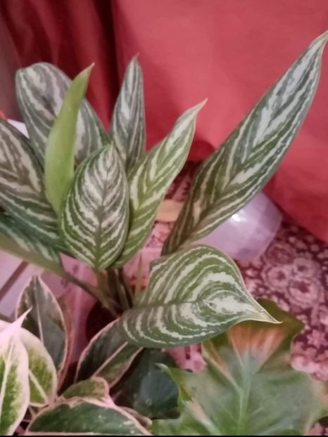 Aglaonema - Album 2020