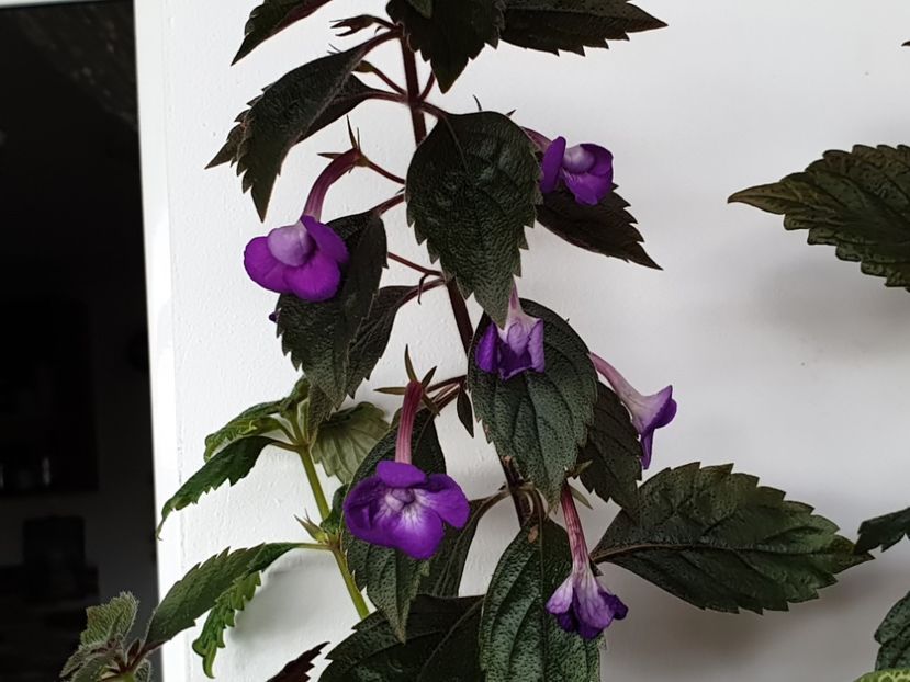 Violaceea Semiplena - Achimenes 2020