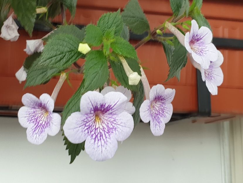 Ambroise Verschaffelt - Achimenes 2020