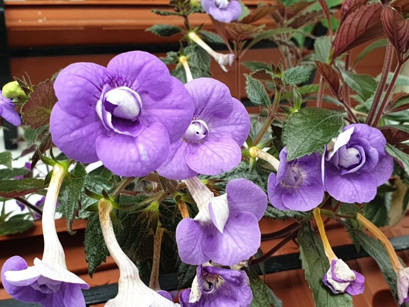 Illya Melnyk - Achimenes 2020