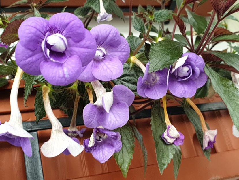 Illya Melnyk - Achimenes 2020