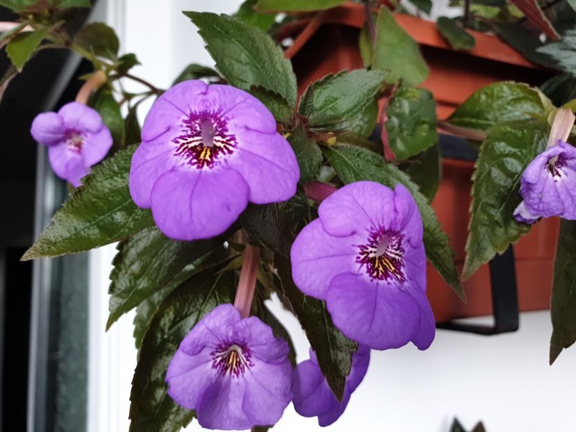 Electra - Achimenes 2020