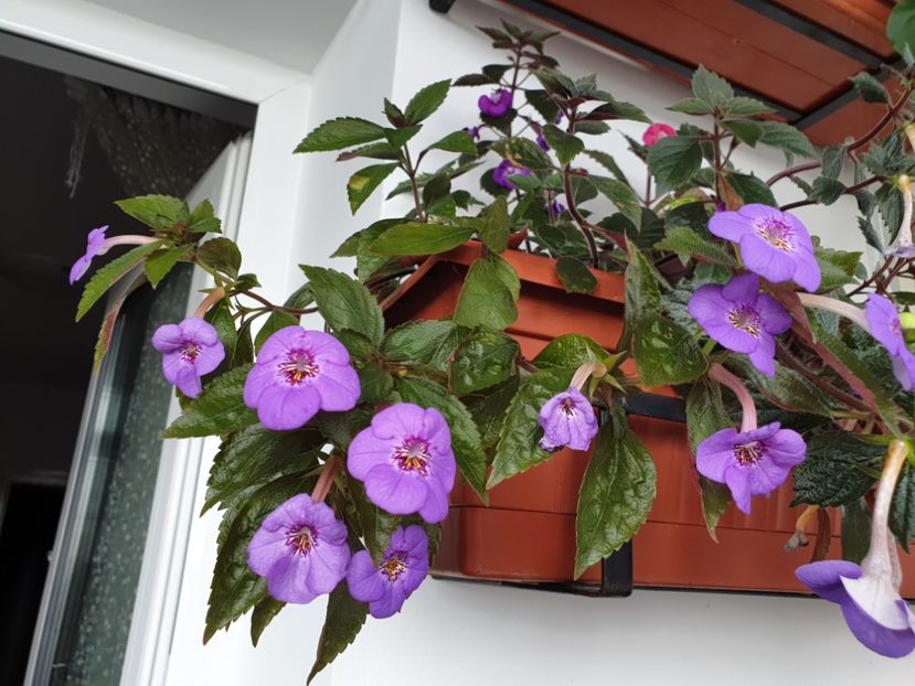 Electra - Achimenes 2020