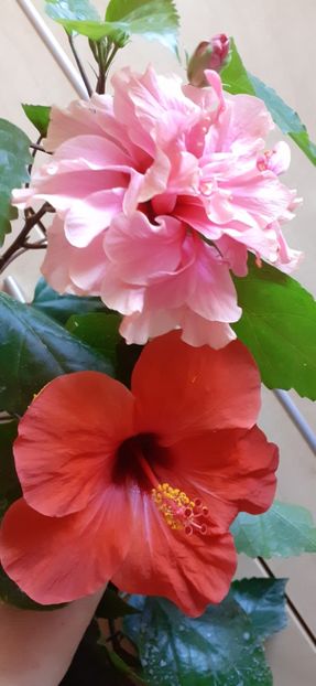 Kona si Camdenii - Hibiscus 2015-2024
