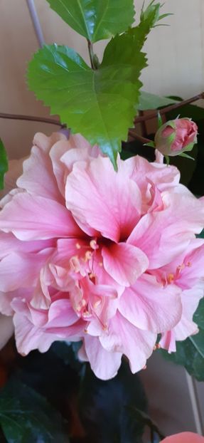  - Hibiscus 2015-2024