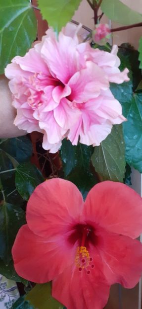  - Hibiscus 2015-2024