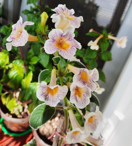 20200902_102437~2 - MMs MIHAIL