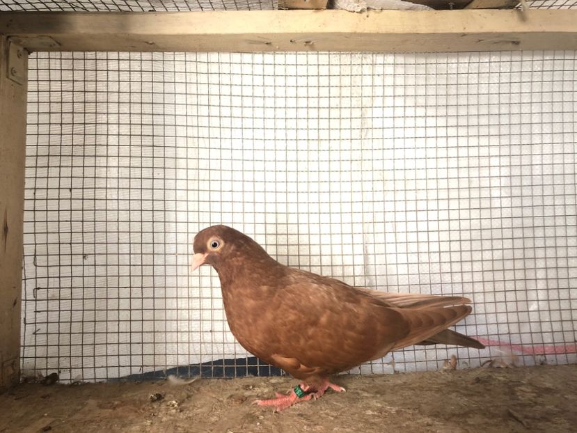 7546/19 - 3-lot zbor 2020