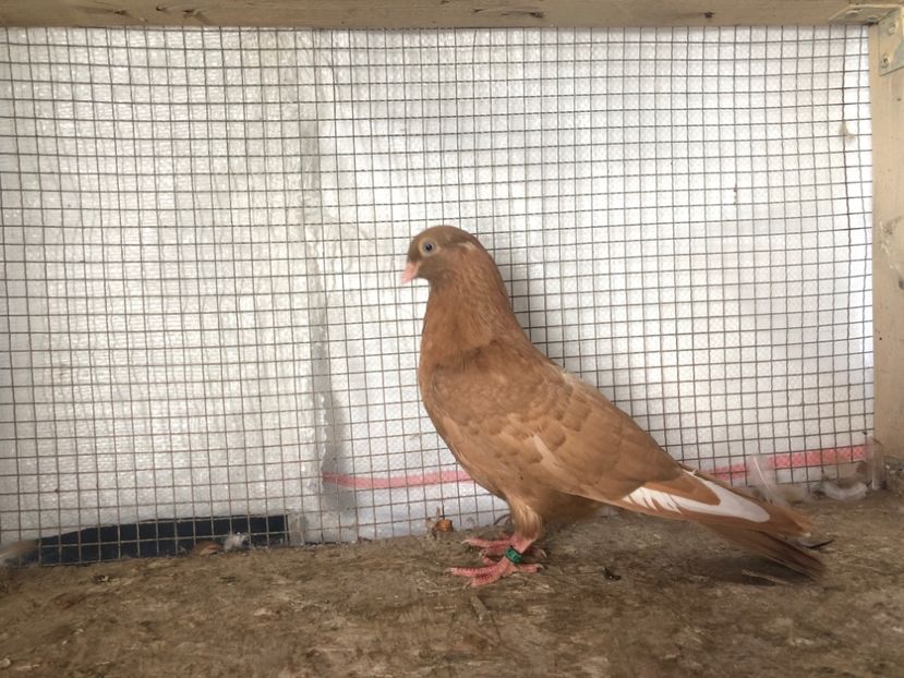 7512/19 - 3-lot zbor 2020