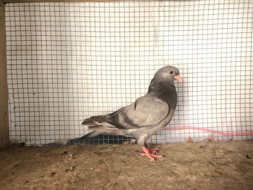 7570/19 - 3-lot zbor 2020