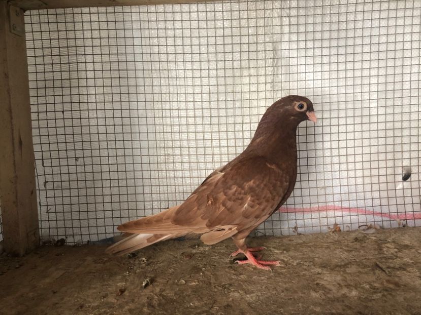 7599/19 - 3-lot zbor 2020