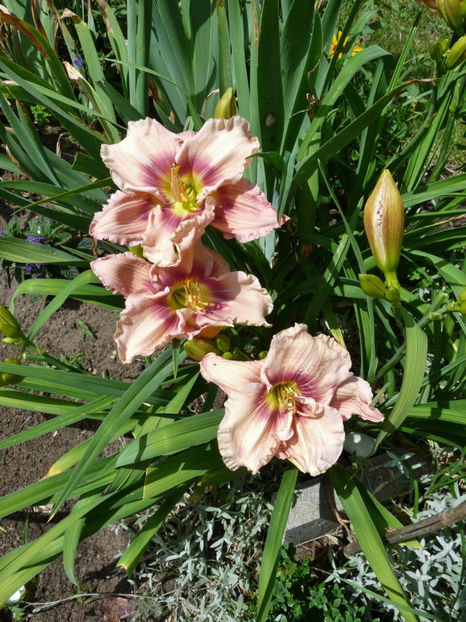  - Hemerocallis
